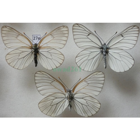 Aporia crataegi (Linnaeus, 1758) pair+reverse Niestrzęp głogowiec Poland27e